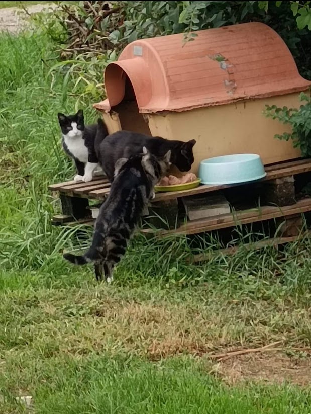 SAMY e DEBBY e i gatti di nessuno 16 marzo 26